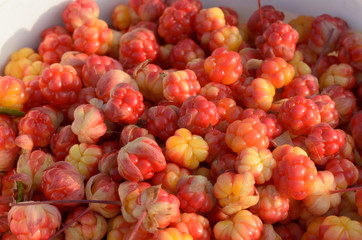 Many ripe cloudberries close photographed.