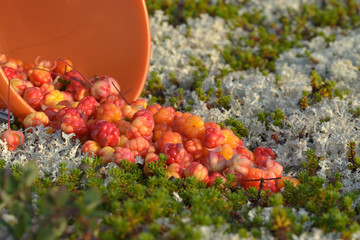 Many picked berries cloudberries on the grass in the tundra.