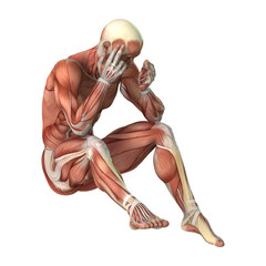 3D Rendering Male Figure Muscle Maps on White