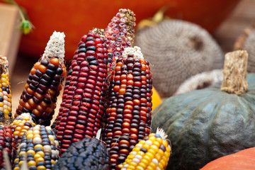Colorful corn closeup view, autumn harvest background