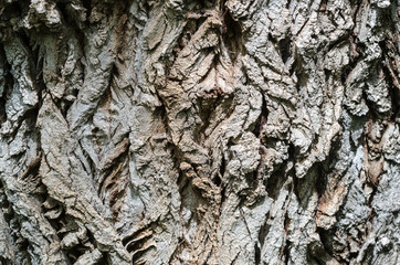 Brown cracked tree bark background