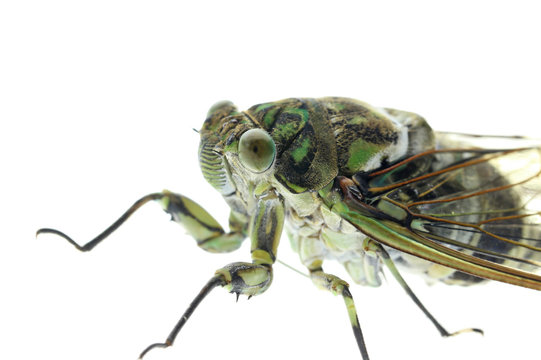 ミンミンゼミ Hyalessa Maculaticollis Stock 写真 Adobe Stock