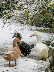 Ducks in snow. Three pet ducks in a back yard garden while it is snowing. Domestic breeds: Cayuga, Buff Orpington, White Campbell. Vertical.