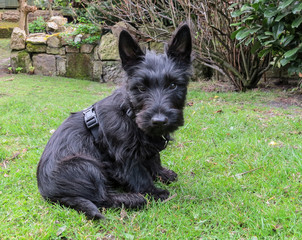 Scottish terrier puppy dog sitting in a back yard garden looking forward facing the camera.