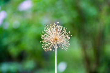 Blossoming plant with round prickly flower
