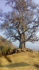 Lonely tree in the valley