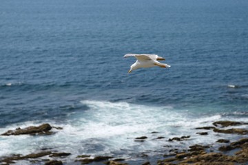 seagull on the background of the ocean