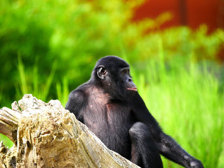 Bonobo