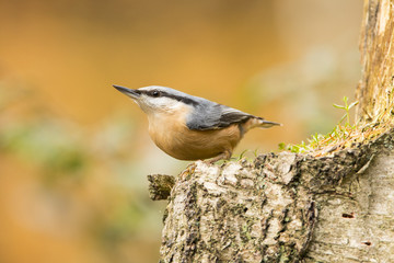 Nuthatch