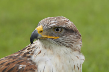 Buzzard