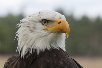 Obraz premium Bald Eagle