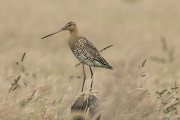 Godwit