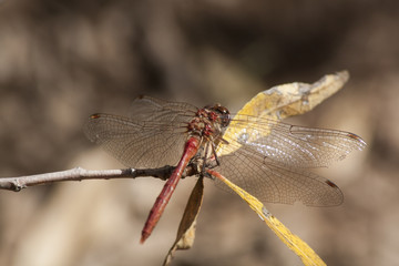 Dragonfly