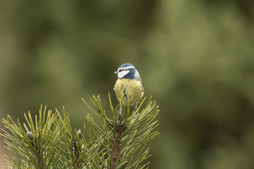 Tomtit