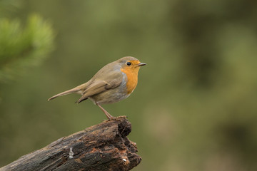 Robin