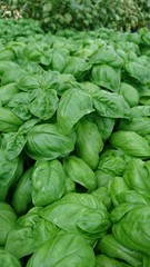 Basilikum, Grün, Sommer