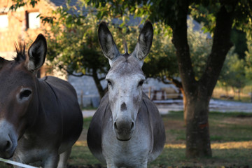 Obraz premium Farm / Donkey