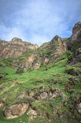 Fototapeta na wymiar Cows graze on slopes of Alpine mountains. Beautiful georgian landscape