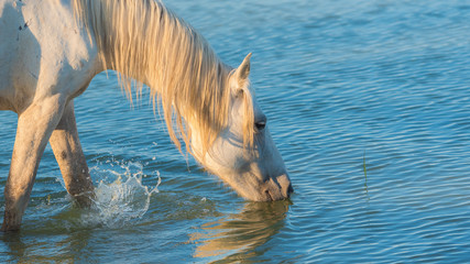 Obraz premium White horse in the reeds in the swamps, drinking in the evening light 