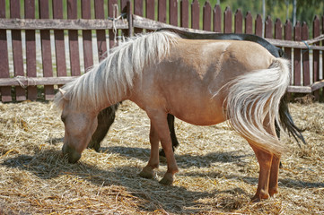 Two little ponies