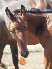Foal with leaf
