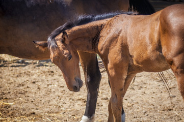 Shy little horse