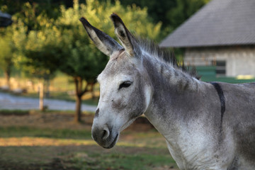 Farm / Donkey