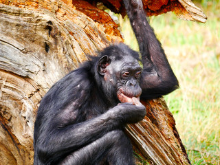 Bonobo