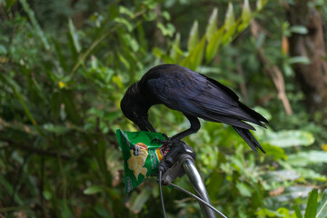 A Strange Crow