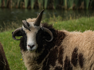 funny goat on a farm looking cute