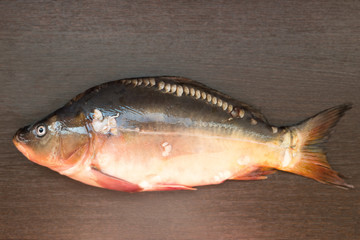 Fresh mirror carp lying on a dark Board.