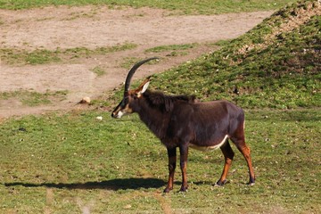 Side view of sable antelope (hippotragus niger)