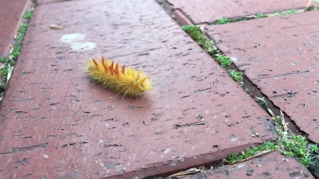 Raupe einer Ahorneule