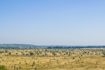 Fototapeta premium A field in which nothing grows, except trees. In the distance you can see the city