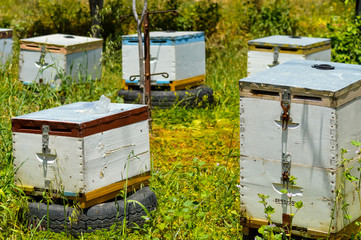 Several hives of different colors