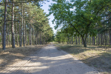 Fototapeta na wymiar The road in the pine forests is very far away