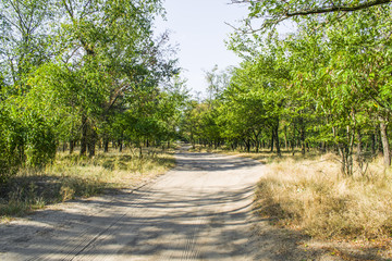 In the forest road. Many trees
