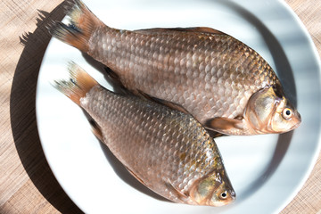Fresh fish carp on a white plate.