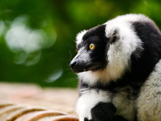 Vari
