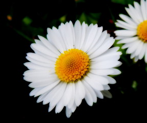 Fototapeta premium daisy sisters