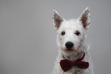 White Terrier sitting in studio