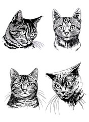 Graphical set of hand-painted cats isolated on white background.Vector