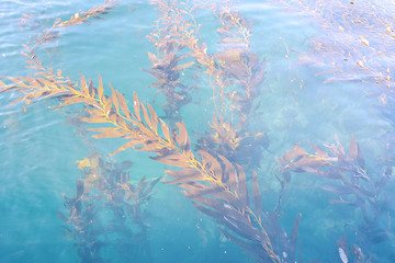Fototapeta premium Plants under the water.