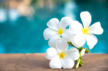 Fleur blanche de frangipanier tropical près de la piscine, spa fleuri. Espace de copie.