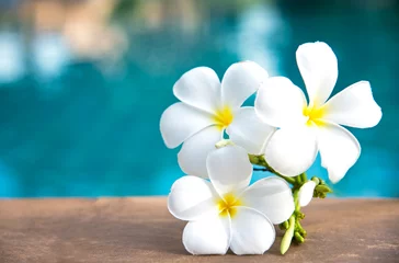 Crédence de cuisine en verre imprimé Frangipanier Fleur blanche de frangipanier tropical près de la piscine, spa fleuri. Espace de copie.