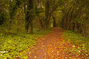 Forest floor of autumn leaves