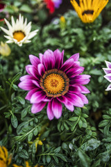 Obraz premium ガザニアの花