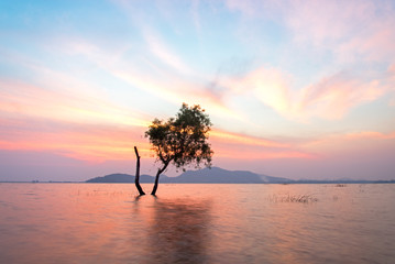 Alone alive tree is in the flood water of lake at sunset scenery in reservoirs, overflowing