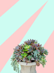 succulent plants arrangement in concrete planter on trendy pastel background, clipping path included.
