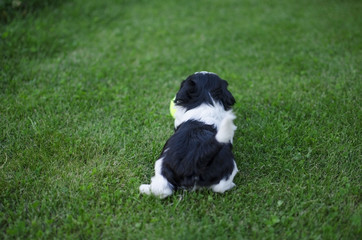 Naklejka na ściany i meble Black and white shih tzu puppy playing on the green grass background.